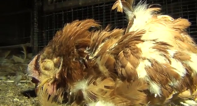 Gallina morente allevamenti italiani