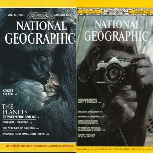 Koko national geographic