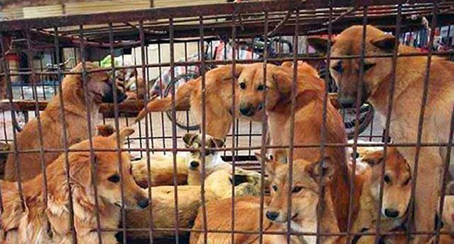 carne di cane Corea