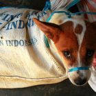 sentenza carne di cane Corea