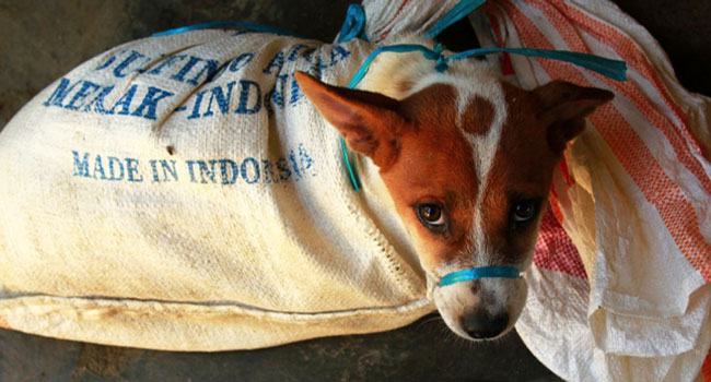 sentenza carne di cane Corea