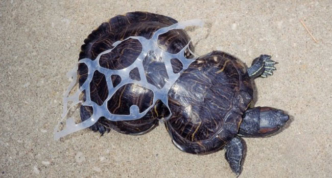 tartaruga deformata per la plastica