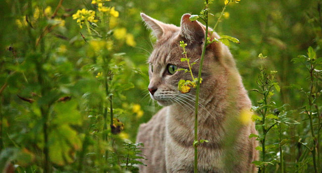 Gatti Nuova Zelanda