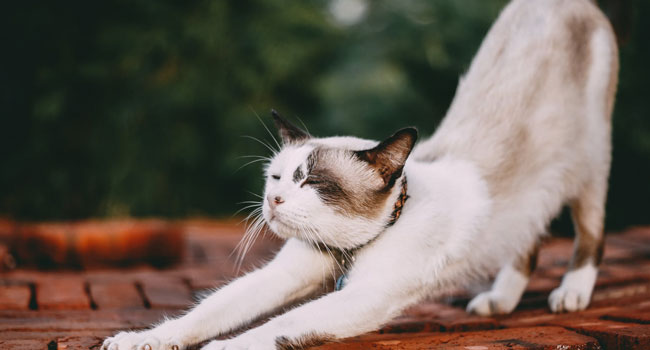 Nuova Zelanda gatti