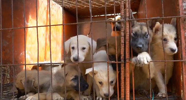 Carne di cane Corea