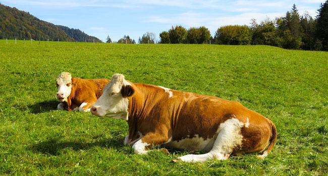 Allevamenti biologici Italia