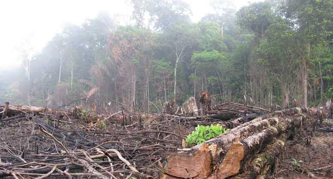 deforestazione foresta Amazzonica