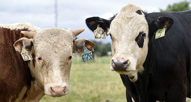 mucche senza corna