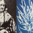 Anna Atkins cianotipi