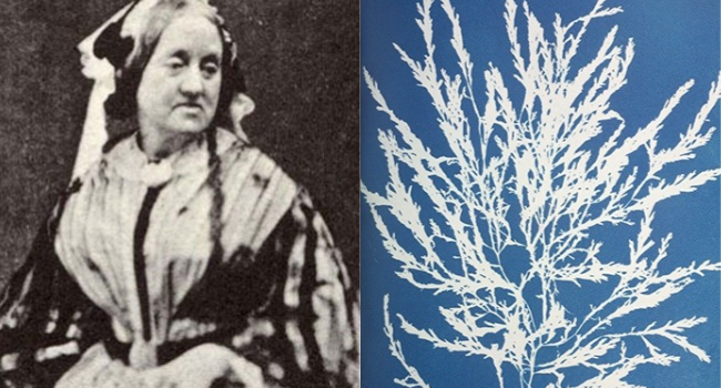 Anna Atkins cianotipi