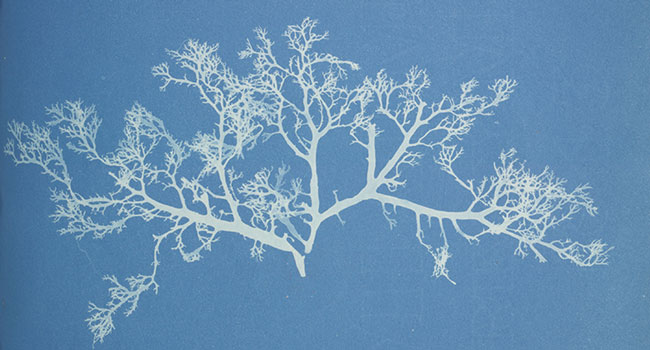 Cianotipi Anna Atkins