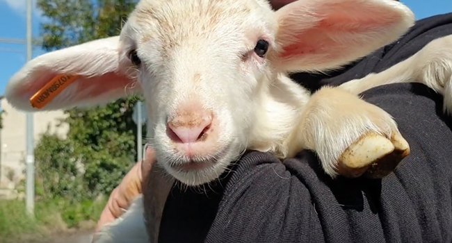 Agnello salvato Roma