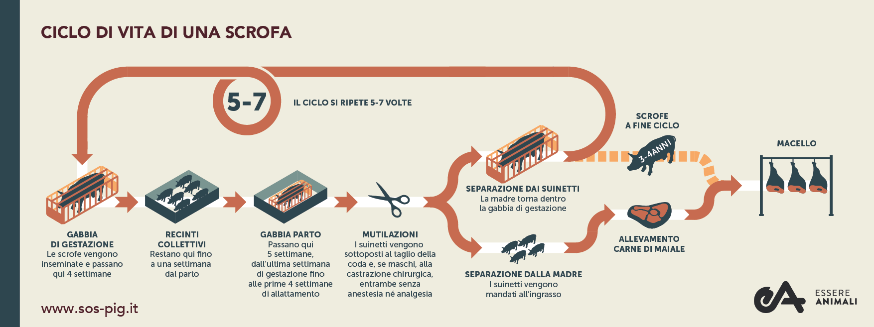 Ciclo di vita scrofe allevamenti italiani