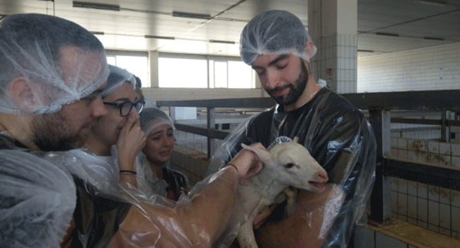 Salvo agnellino salvato dal macello 