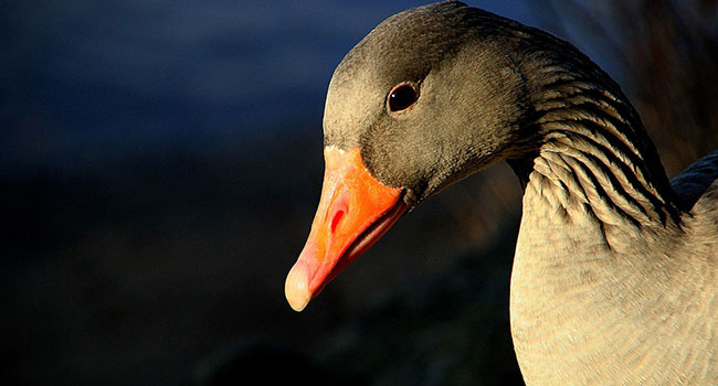 New York foie gras