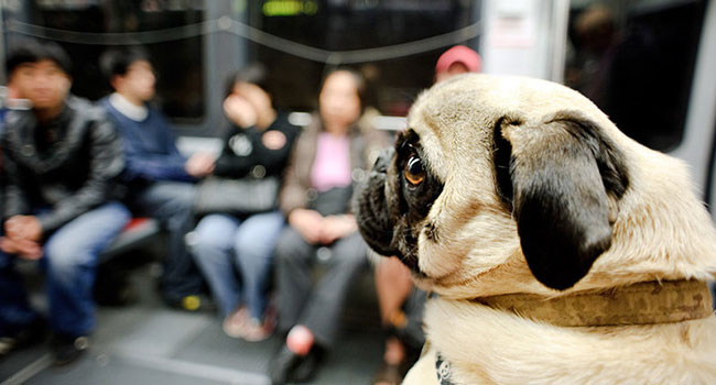 Milano mezzi pubblici gratis animali