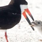 Foto uccello sigaretta