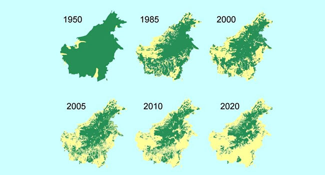 Deforestazione foresta Amazzonica