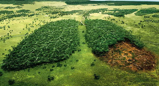 Deforestazione foresta amazzonica Bolsonaro
