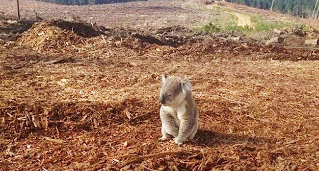 Koala-confuso-deforestazione