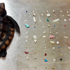 Tartaruga-morta-plastica