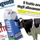 antibiotici-nel-latte salvagente