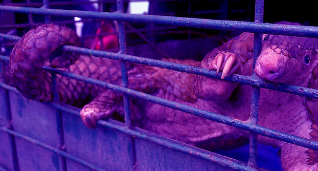stop Commercio di carne selvatica Cina