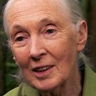 jane-goodall-allevamenti-intensivi