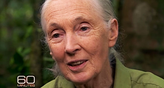 jane-goodall-allevamenti-intensivi