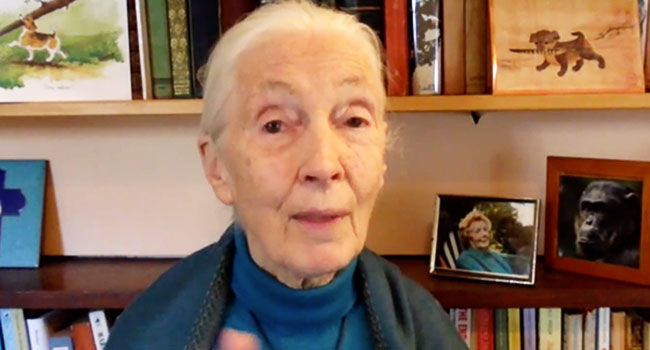 Jane-Goodall su veganismo