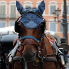 L'Assemblea Capitolina approva il nuovo Regolamento che sposta le botticelle nei parchi e nelle ville storiche.