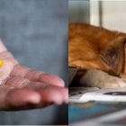 Farmaci umani equivalenti agli animali domestici: legge approvata ma attenzione al fai da te