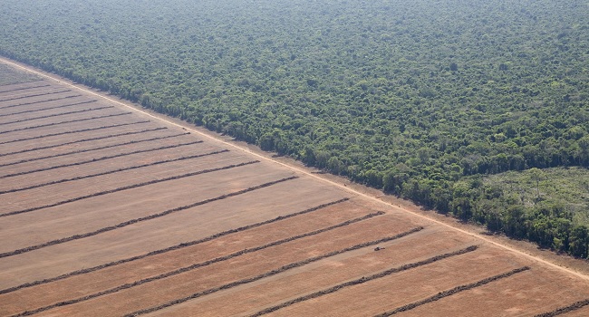 I campi di soia nella foresta amazzonica