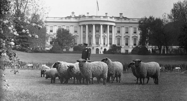 I compagni a quattro zampe dei presidenti americani_ in Maryland c’è un museo tutto per loro