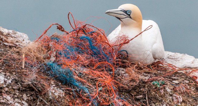 La lotta alle microplastiche? Con magneti, pesci e schermi elettrostatici