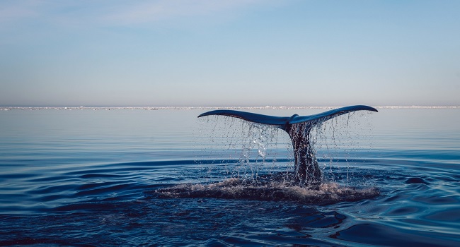 la pinna caudale di una balena