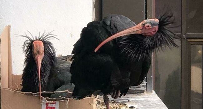 Ibis eremita sul davanzale dello stabile a Roma