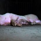 Un maiale abbandonato nell'allevamento di Brescia