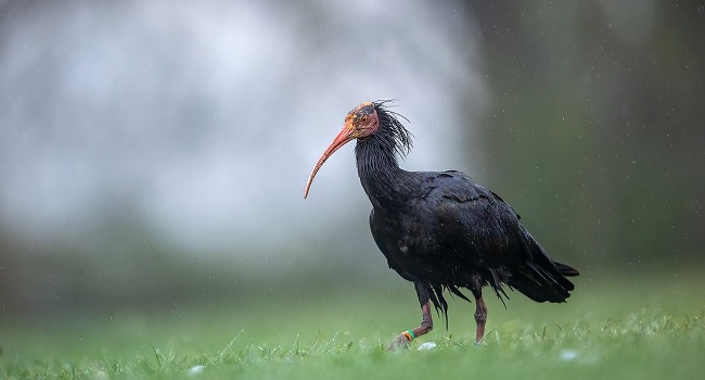 Un ibis eremita avvistato in zona Venaria, a Torino