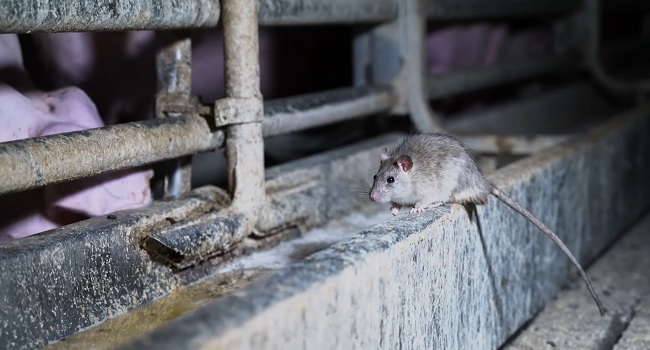 Un ratto vicino alla mangiatoia dei maiali nell'allevamento di Brescia.