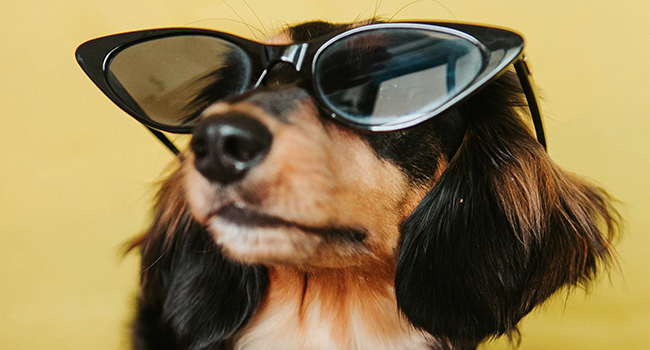 Cane con occhiali da sole