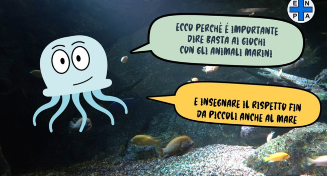 Retino in spiaggia? Una campagna ENPA ricorda che granchi e meduse non sono  giocattoli - Vegolosi.it